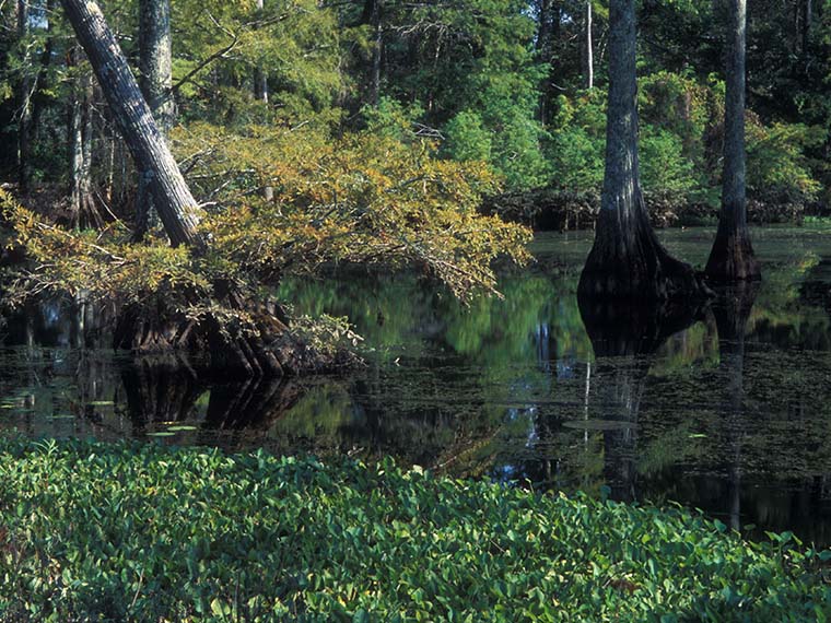 View Wetlands Information